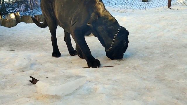 Мороженое для собак. Ice Cream For Dogs.