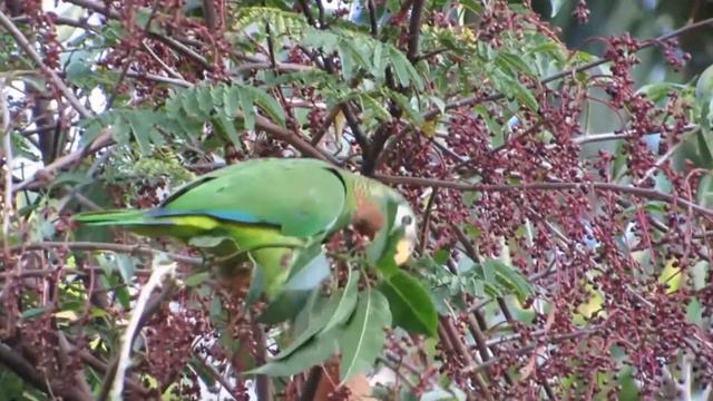 Animals only found in jamaica. смотреть онлайн