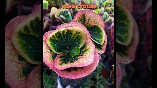CROTON VARIETIES AND THEIR NAMES | Simple Living смотреть онлайн