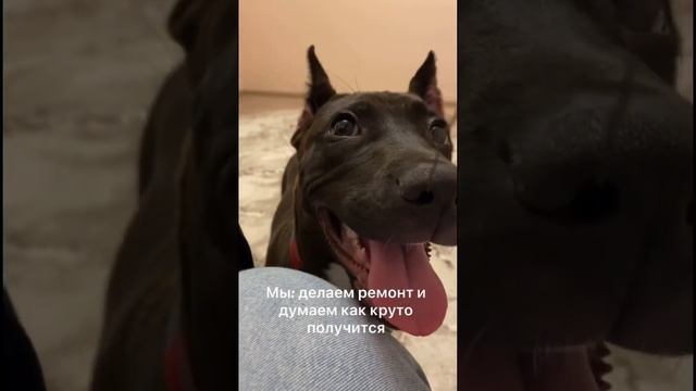 Ника| Амстафф| 4 месяца| #ремонт смотреть онлайн