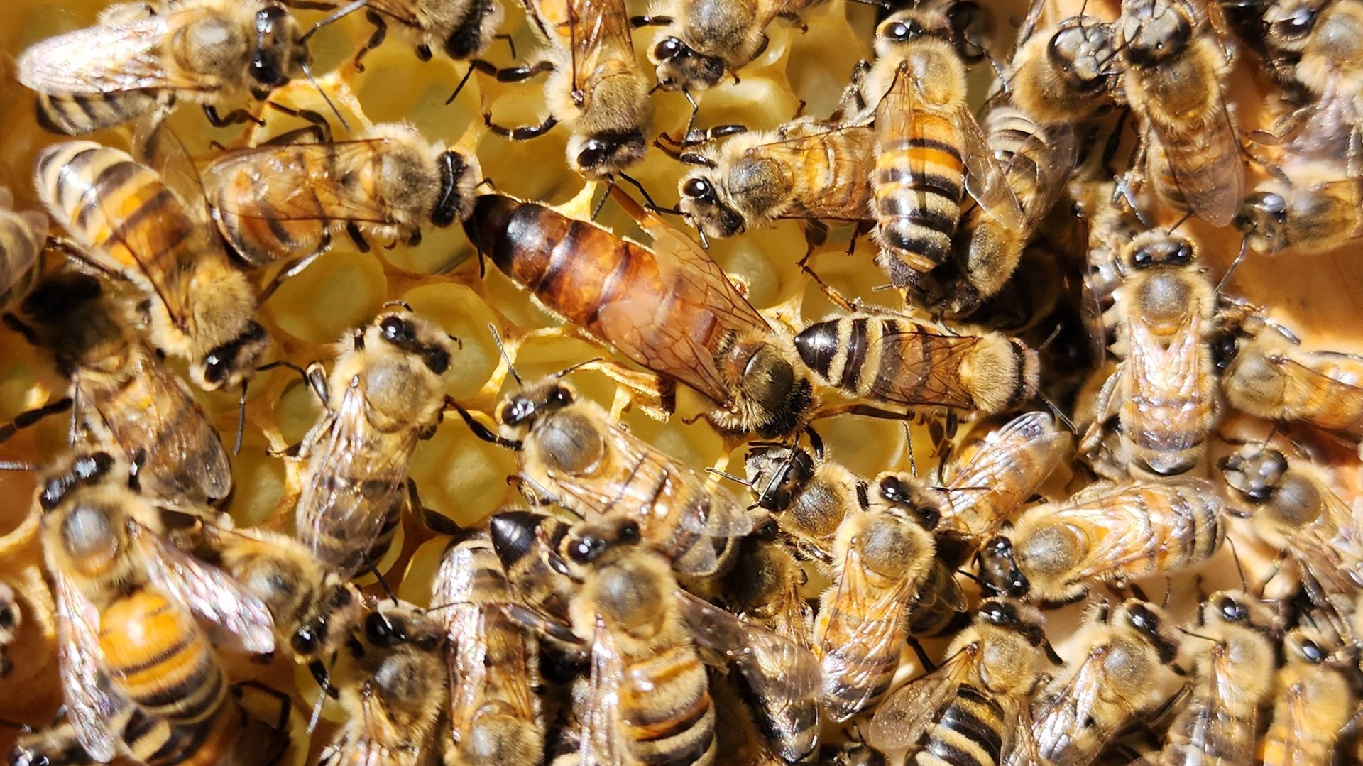 Пчёлы смотреть онлайн