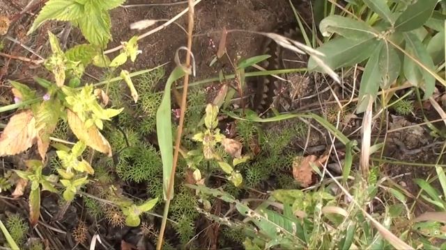 МОТИВАЦИЯ ДЛЯ КЛАДОИСКАТЕЛЕЙ ЛУЧШИЕ КАДРЫ 2015 TREASURE HUNTERS OF RUSSIA 2015 смотреть онлайн