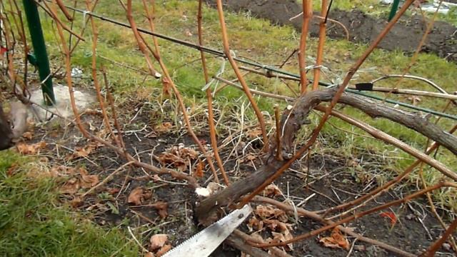 Обрізування та вкривання на зиму к-ш Червоне полум"я (США) Red Flame Seedleess 12: 11: 21 смотреть онлайн