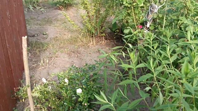 26 июня. Дача. Любимая почвопокровная розочка смотреть онлайн