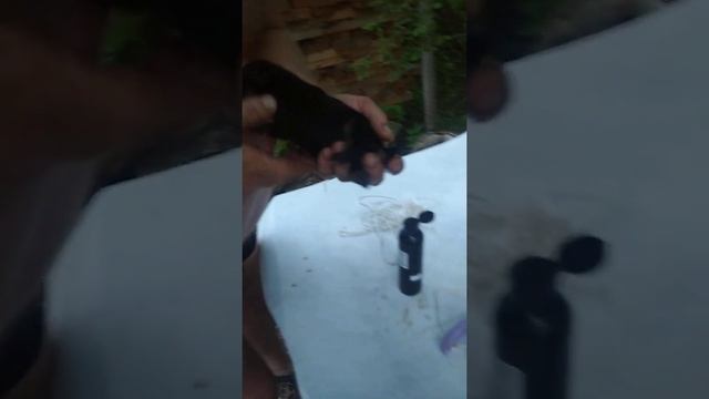 купирую хвосты ягдтерьеров смотреть онлайн