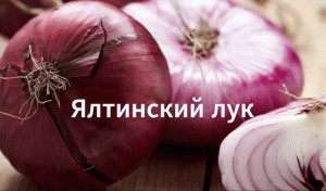 Как сажать ялтинский лук. Выращиваем ялтинский лук из семян на рассаду.