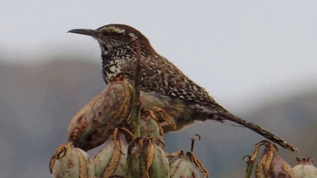 Cactus Wren (Campylorhynchus brunneicapillus) Calling and Gathering Nest Material смотреть онлайн