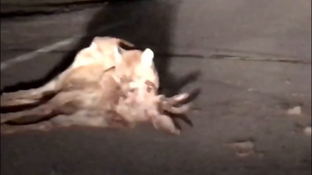 Most Amazing Puma Attack Compilation | Los Ataques de Puma más Increíbles смотреть онлайн