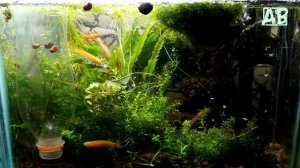 НОВЫЕ АКВАРИУМНЫЕ РЫБКИ В КАЖДЫЙ АКВАРИУМ!