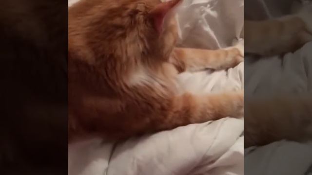 Some biscuits?! смотреть онлайн