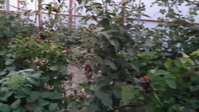 Вошито и Полар - вкуснейшие сорта ежевики смотреть онлайн