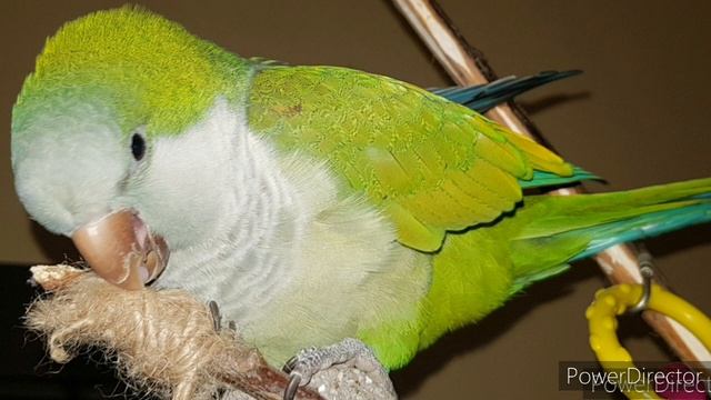 КАК КУКУШКА ДЕЛАЕТ? КУ-КУ! УЧИМ ПОПУГАЯ ГОВОРИТЬ. УРОК ДЛЯ ПОПУГАЯ. смотреть онлайн