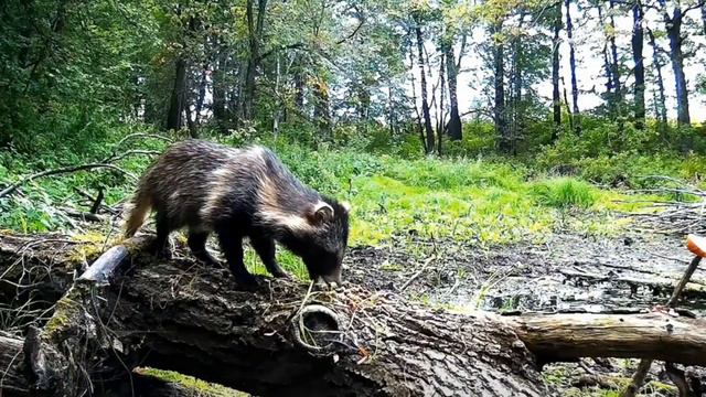 Животные Эстонии / Animals of Estonia смотреть онлайн