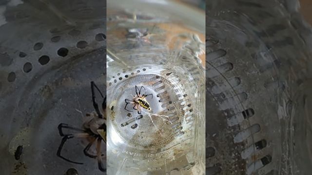 Black and yellow garden spider (Argiope Aurantia) VS Cross Orb weaver (Araneus Diadematus) смотреть онлайн