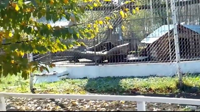 Село Волиця чудесний зоопарк. смотреть онлайн