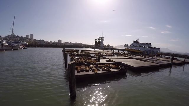 Морские львы в Сан-Франциско, Пирс 39, Fisherman's Wharf смотреть онлайн