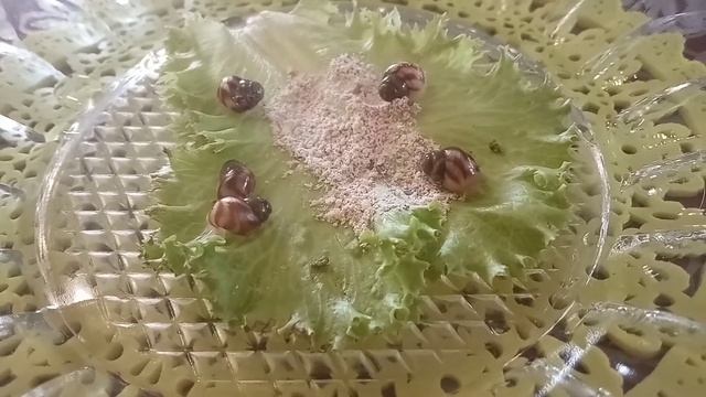 Родились малыши улитки Ахатины-рождение улитят