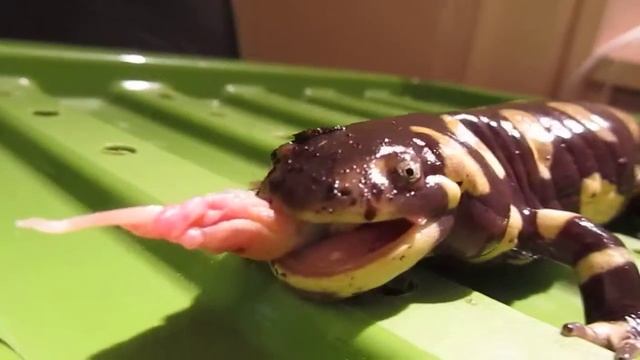 Ambystoma Tigrinum feeding time (Tiger Salamander) смотреть онлайн