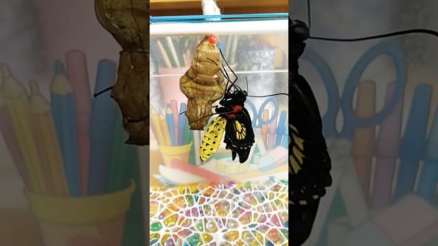 Рождение бабочки золотая птицекрылка. смотреть онлайн