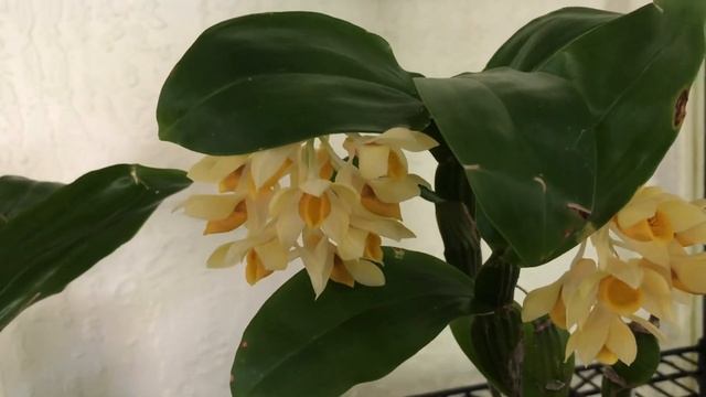 My Dendrobium Sulcatum orchid and care tips смотреть онлайн