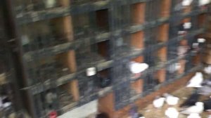 #Pigeons.Что делать если голубка не несёт яйцы.