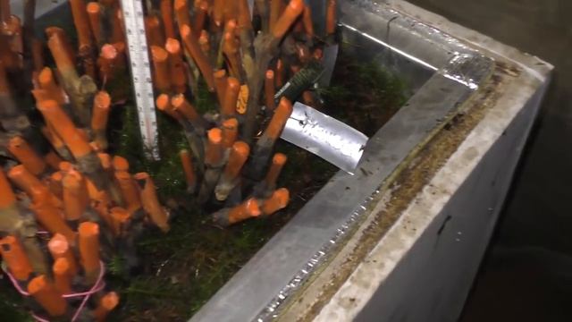 Виноград.Укоренение черенков винограда. Кильчеватор. Часть 3. смотреть онлайн