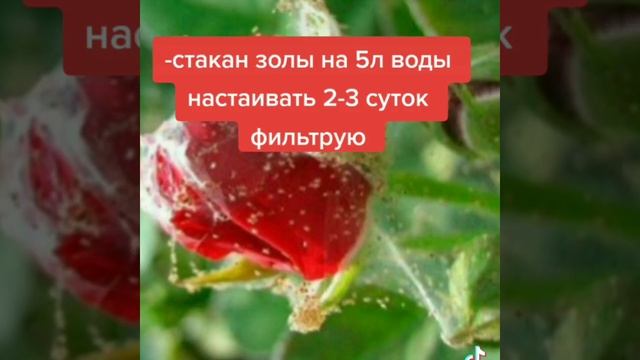 Избавляемся от паутинного клеща на розе народным средством. смотреть онлайн