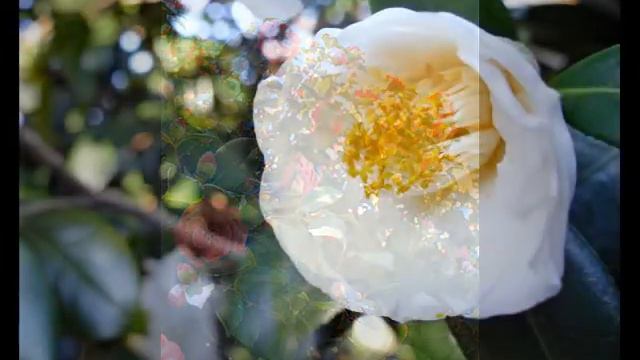Amazing and Most Beautiful Camellia Flowers | Middlemist Flowers смотреть онлайн