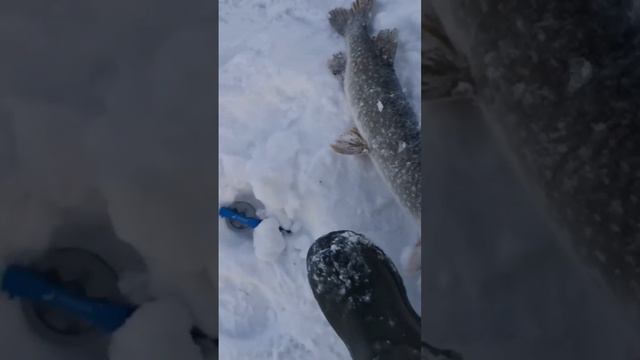 щука (2250) на балансир. река Томь смотреть онлайн