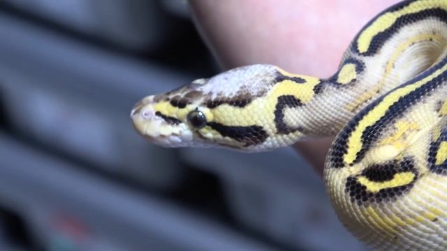 New Series!! Today We're Highlighting Freeway Ball Pythons смотреть онлайн