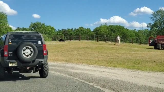 Сафари-парк Six Flags. Открытие после карантина смотреть онлайн