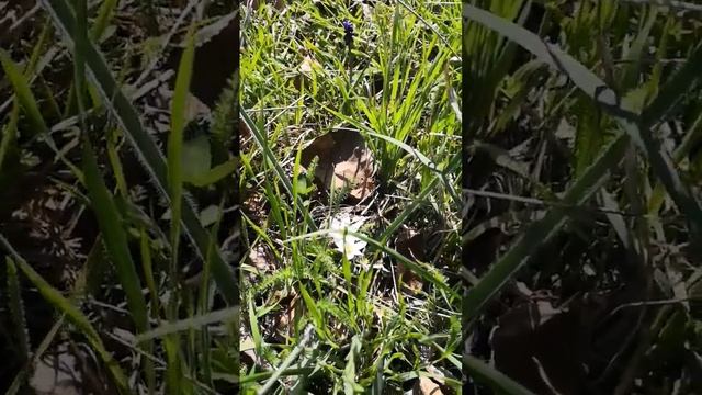 мускарик и птицемлечник смотреть онлайн