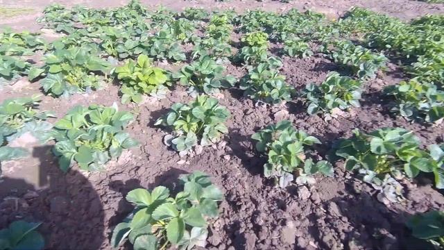 Жизнь в СЕЛЕ!Сельские будни!ХОЛОДНЫЙ май! смотреть онлайн