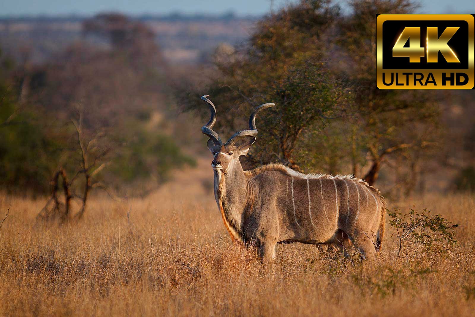 Животные Африки 4K Ultra HDR 60FPS - Живописный фильм для релаксации с успокаивающей музыкой смотреть онлайн