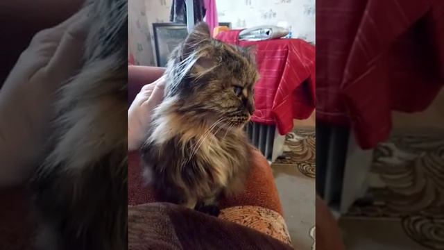 Муся. Няшный дикий сибирский котик смотреть онлайн
