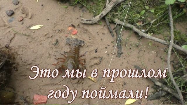 Ловля окуня на живца и на личинку стрекозы смотреть онлайн