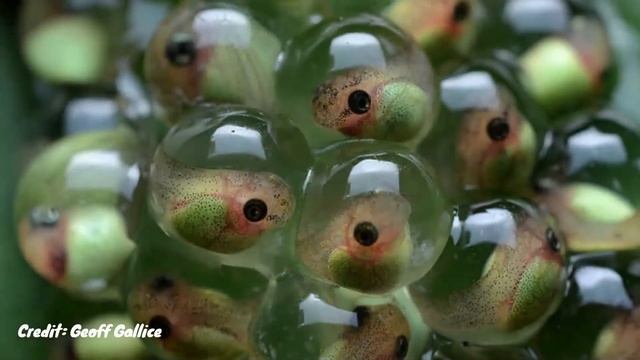 The World's Most Famous Frog | Red-eyed Tree Frog | Species Profile