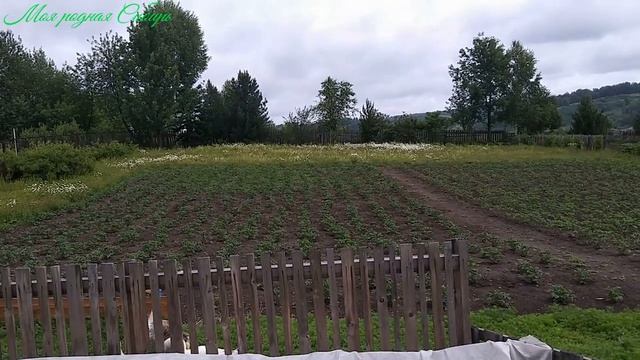 Серая гусыня и Белый гусак вывели своих деток на улицу. смотреть онлайн