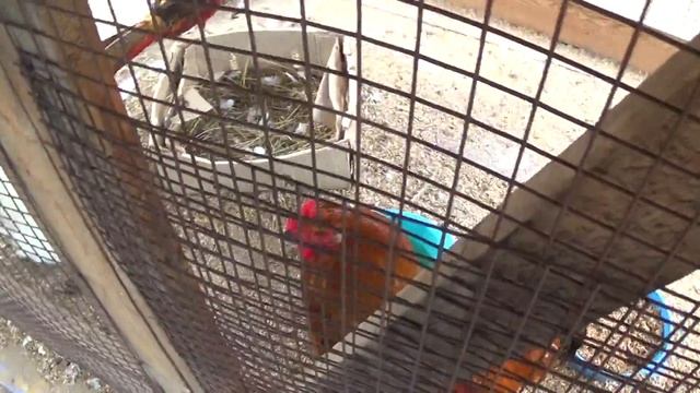 Красивый петух и птицы зоопарка смотреть онлайн