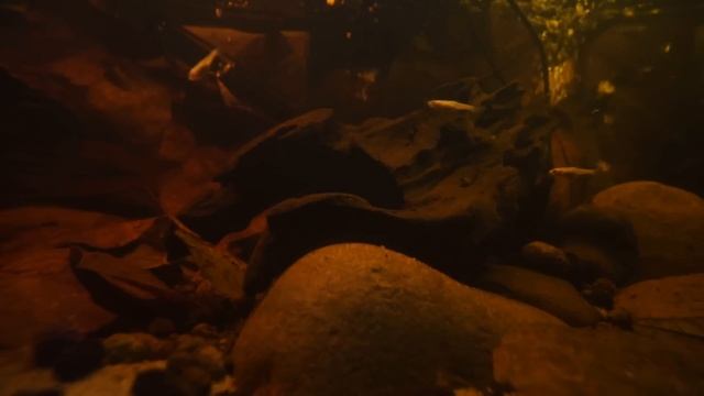 5 Reasons Your Aquarium Looks Cloudy (And How to Fix It!) смотреть онлайн