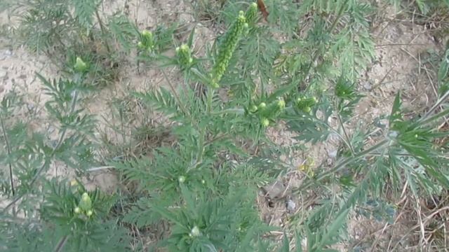 Амброзия в Горячем Ключе смотреть онлайн