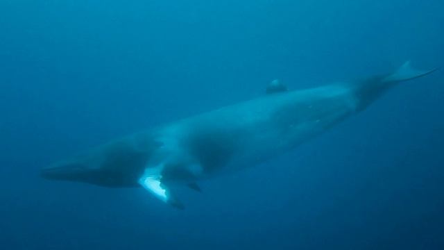 Facts: The Minke Whale смотреть онлайн