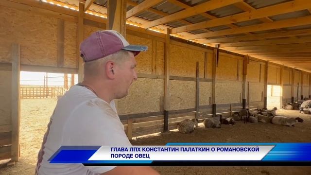 Секреты разведения Романовских овец: плюсы и минусы