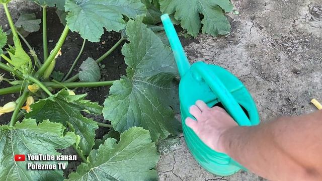От этой подкормки кабачков нарастет тонна! смотреть онлайн