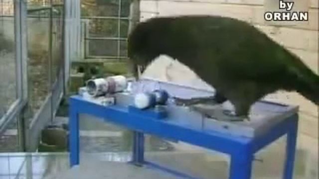 Очень умная летающая няшка Попугай Кеа - kea parrot смотреть онлайн