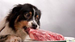 Сколько Раз В День Кормить Собаку ?// Режим Питания Собаки // БИО-ВЕТ