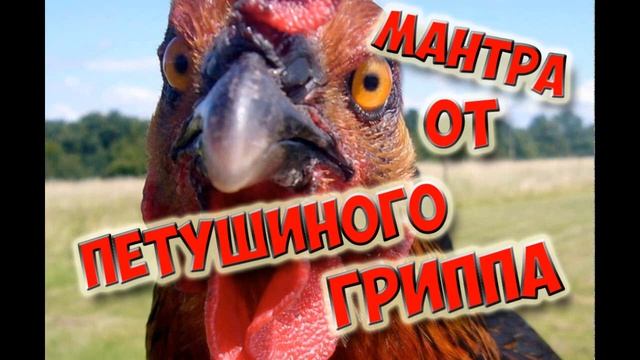 Мантра от петушиного гриппа - полная версия c коро-ко-ко смотреть онлайн