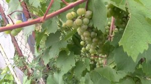 Технические сорта винограда на 1.08.19г.адальмина,ла креснт и фронтиньяк гри