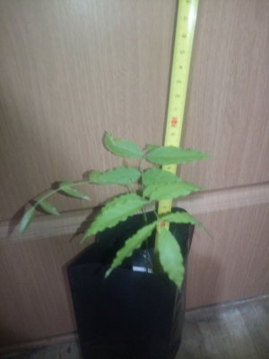 Глициния посадка в Открытый Грунт (ОГ)_2022-07-25