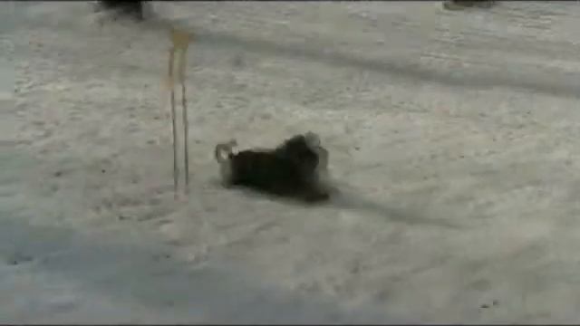 Цвергшнауцер Рич 2ое место смотреть онлайн